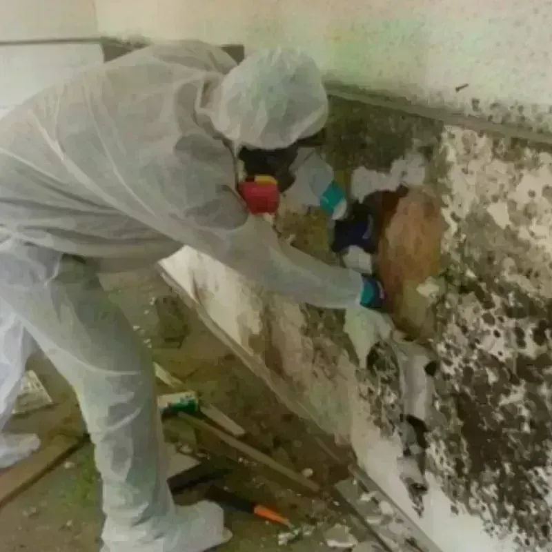 Mold Remediation and Removal in Bernalillo County, NM